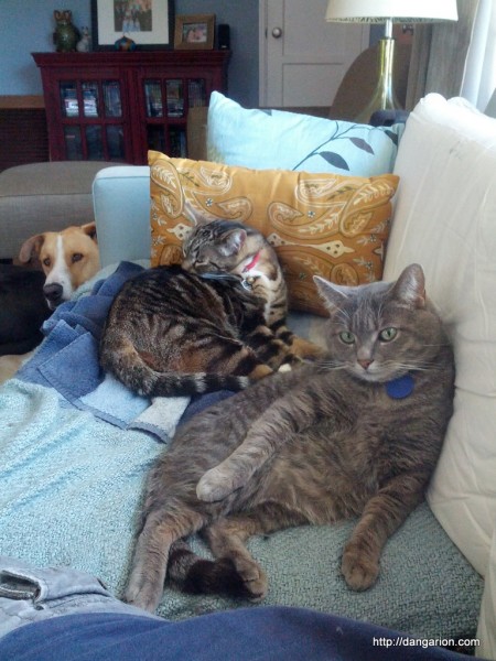 Buster and Milo hanging with me.